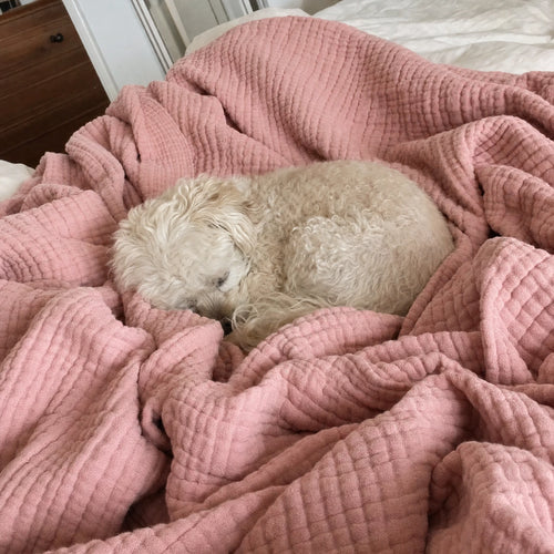 Customer photo: small dog asleep on the Muslin Blanket in Pink