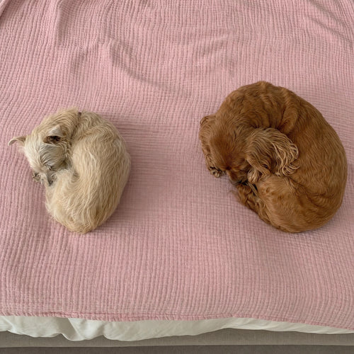 Customer photo: small dog asleep on the Muslin Blanket in Pink