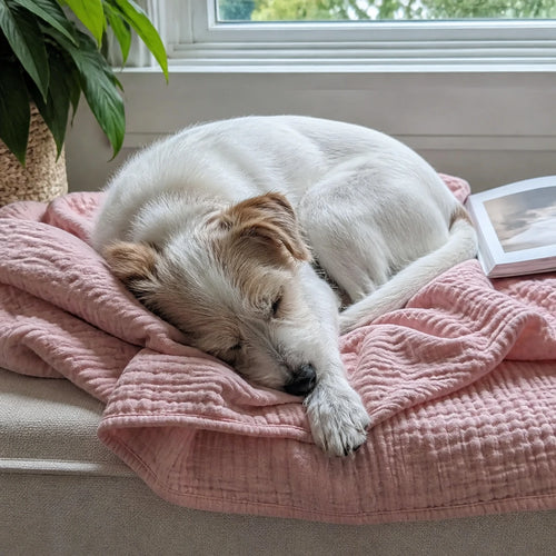 Customer photo: small dog asleep on the Muslin Blanket in Pink