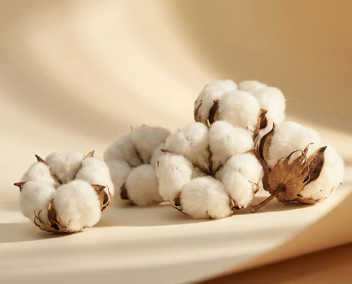 Natural cotton boll being harvested and spun into yarn