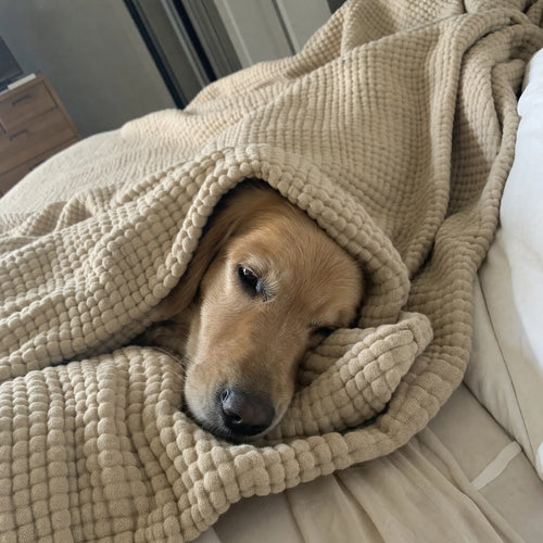 Customer photo: golden retriever peeking out from under the Muslin Blanket in Dune