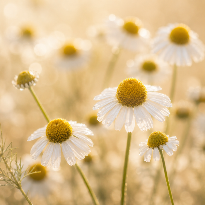 Chamomile